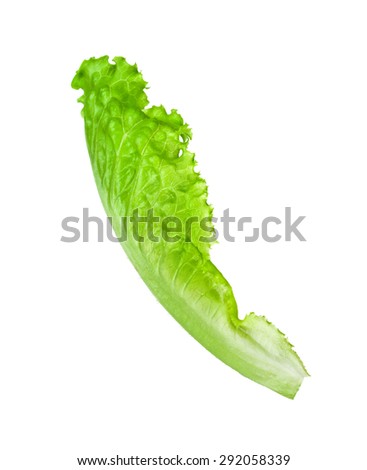 Lettuce Leaves Isolated On White Background. Stock Photo 292058339