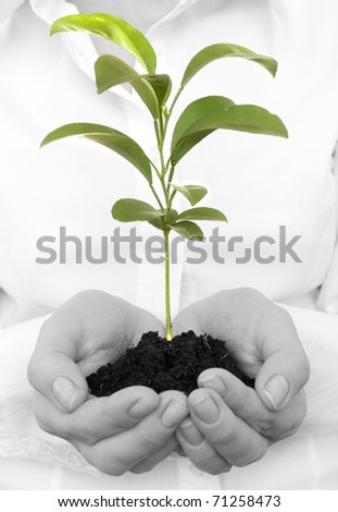 A young new plant growing in hands, isolated on white