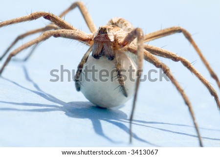 A spider with an egg sack. Back lite. Close up view.