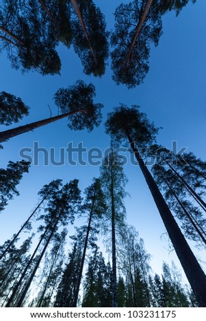 Sky in Pine Forest. Looking up in Pine Forest with wide angle lens.