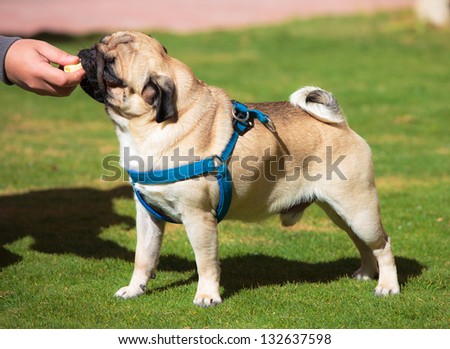 Dog Pug with pleasure eats Banana, on green grass