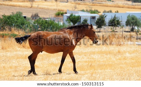 Horse with a well groomed and trimmed tail walking through a rural pasture with farm buildings visible in the distance