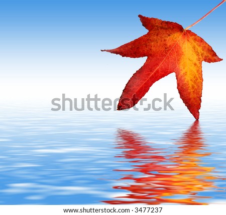 Colorful Sycamore Leaf Dipped in water