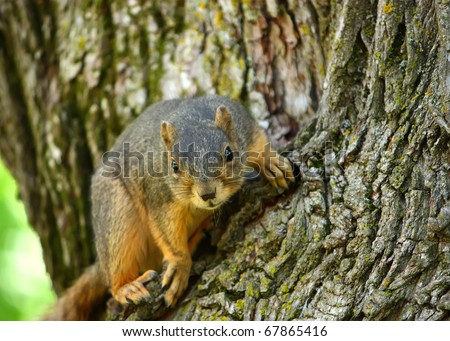 An Alert Squirrel On A Branch.