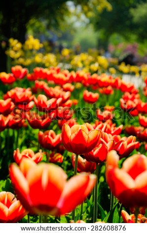 tulips/Tulips in Bright Sunshine in the forest