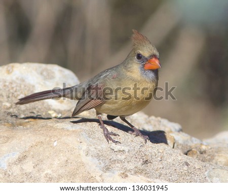 An adult female Northern Cardinal (Cardinalis cardinalis) perched on a rock in the Texas Hill Country