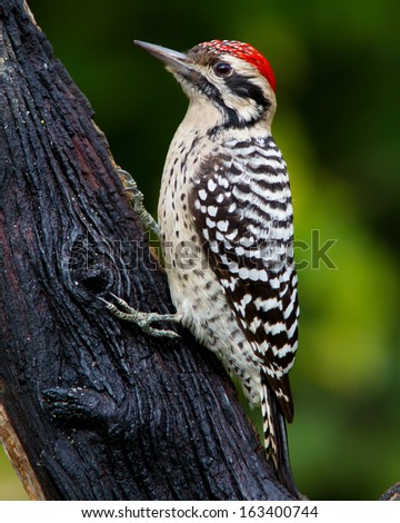 Male Ladder-backed Woodpecker (Picoides scalaris) perched on a tree in the Texas Hill Country