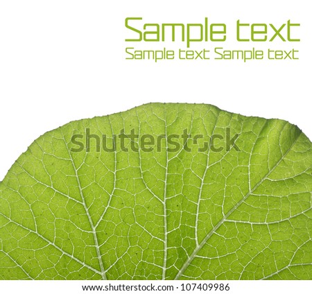 Green leaf over white background with space for your text