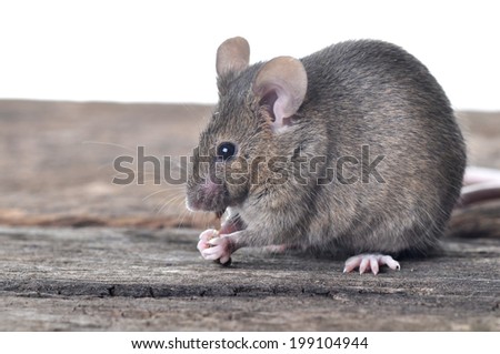 Brown mouse on wooden table isolated on white background