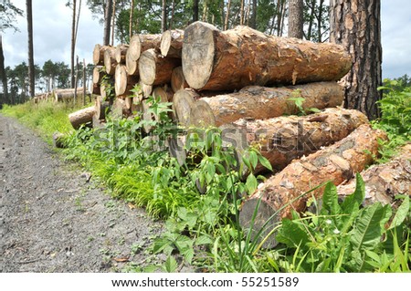 A big pile of wood in a summer forest. Wood of pine.