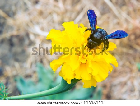 Carpenter bee (Xylocopa violacea) pollinating flowers