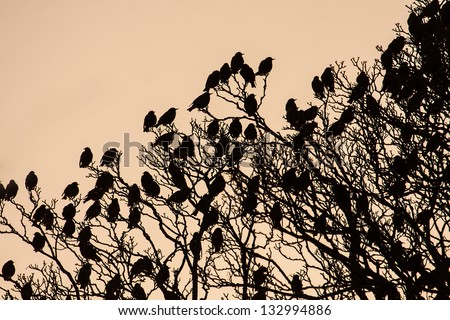 Starlings in a tree at sunset Isle of Anglesey North Wales UK