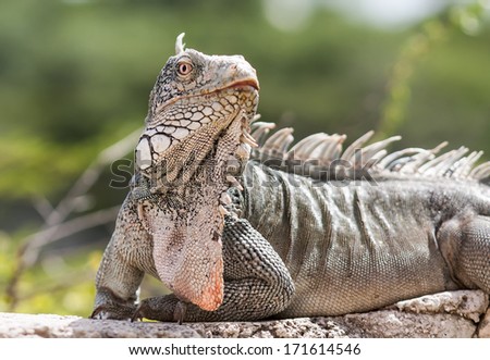 Iguana sitting on the wall on the coast of the Caribbean Island of Curacao