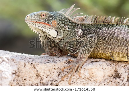 Iguana sitting on the wall on the coast of the Caribbean Island of Curacao