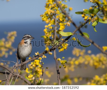 Rufus Collared Sparrow Birds on the yellow blossom of a Brasilwood tree in Curacao