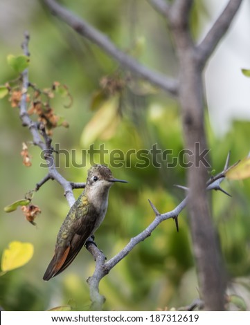 Humming Birds on the yellow blossom of a Brasilwood tree in Curacao