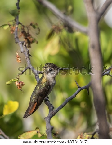 Humming Birds on the yellow blossom of a Brasilwood tree in Curacao