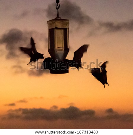 Bats at Sunset on a humming bird feeder Curacao
