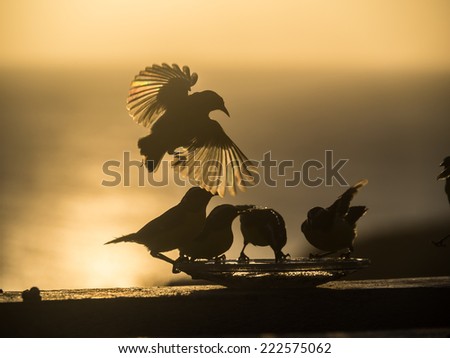 Bananaquit Birds in flight at sunset Curacao a Caribbean island in the Dutch Antilles