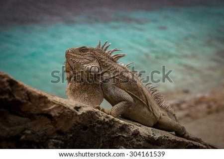 Iguana at 1000 steps diving site Views around Bonaire a small island in the Caribbean