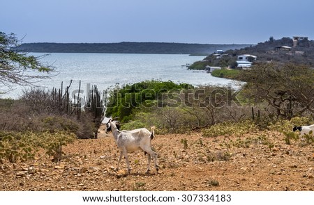 Old landhouse and goat Views around Curacao a small Caribbean Island in the ABC islands