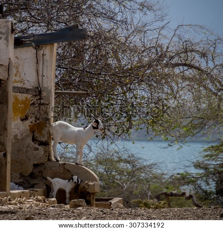 Old landhouse and goat Views around Curacao a small Caribbean Island in the ABC islands