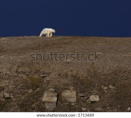 Polar Bear walking down to the seashore