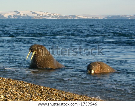 Walrus viewing tourists on a beach in the Arctic Circle
