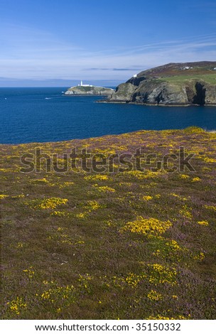 View to South Stack Lighthouse and its island with yellow gorse and purple heather