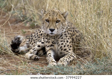 Africat Foundation promoting large carnivore conservation and animal welfare