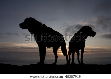 Dog silhouette against an Isle of  Anglesey sunset