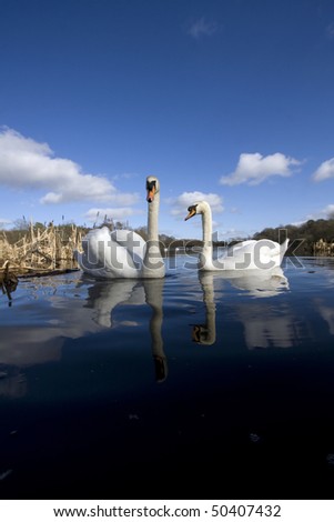 A pair of swans and bull rushes  on Bolam Lake in Northumberland UK