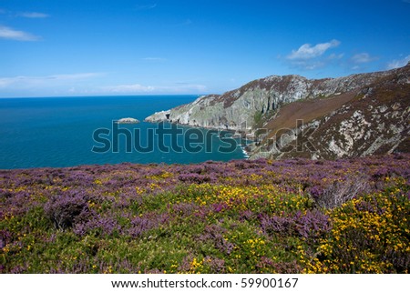 Views from Holyhead Mountain with the yellow gorse and purple heather out in flower