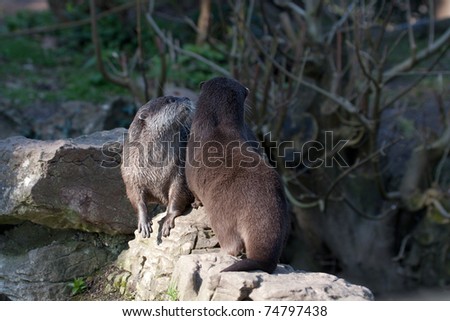 Captive otters playing in the sun in their enclosure in a zoo in North Wales