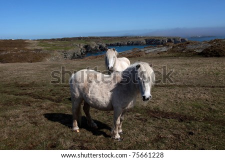 Wild Welsh Ponies on the Isle of Anglesey Coastal path North Wales