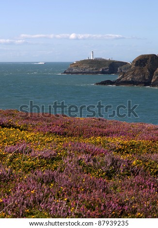 Summer views with heather and gorse out in full flower from The Range Isle of Anglesey