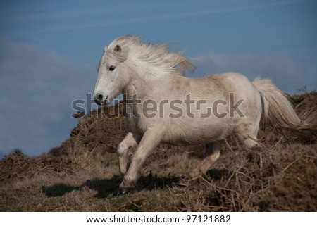 Wild Welsh Ponies on the Isle of Anglesey Coastal path North Wales UK