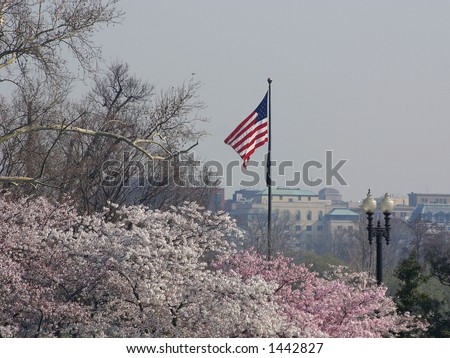 American flag waving in the breeze with cherry blossoms in full bloom