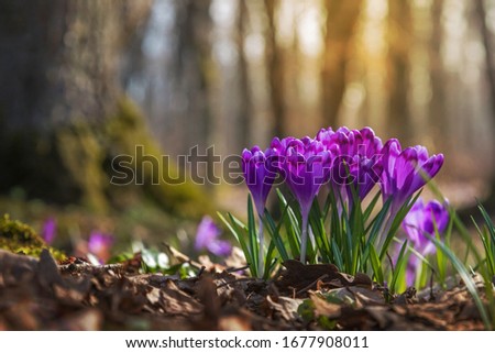 Similar – Image, Stock Photo Purple crocuses / Spring fever