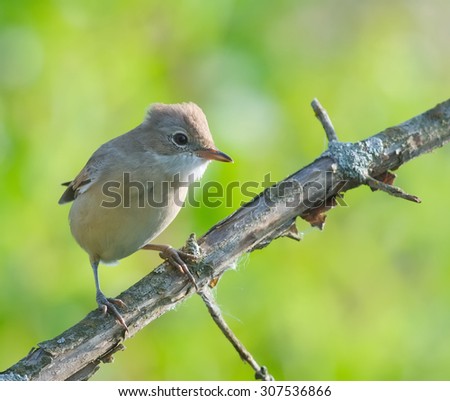 bird, on a branch