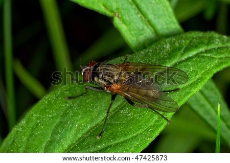 Fly Insect macro, Russia, Moscow Region