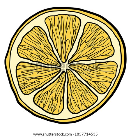 Hand drawn vector isolated lemon slice. Color fill illustration of lemon slice. Graphic lemon.