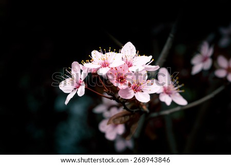 Beautiful cherry tree blossom close-up. Low-key light