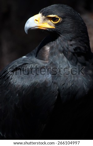 Black Eagle.
