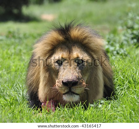 Male lion about to attack.