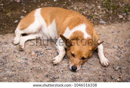 Similar – Foto Bild Jackrussel-Hund auf der Couch liegend