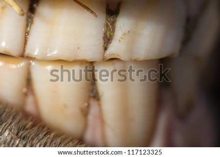 horse\'s teeth as a background. macro