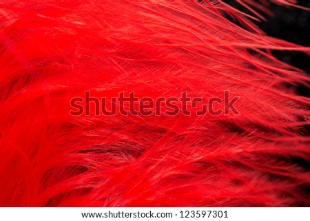 red feather on a black background. macro