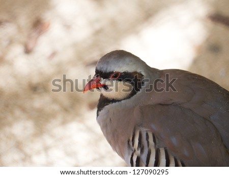 portrait of a bird with red beak