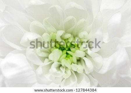Close view of white flower : aster with white petals and yellow heart
